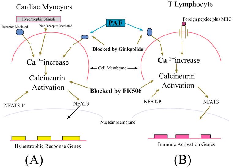 https://cdn.ncbi.nlm.nih.gov/pmc/blobs/6363/11173167/347588ea2bcd/ijms-25-06176-g002.jpg