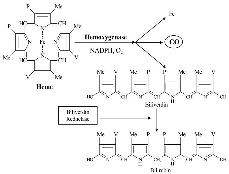 https://cdn.ncbi.nlm.nih.gov/pmc/blobs/6363/11173167/437e1fdfa9ab/ijms-25-06176-g003.jpg
