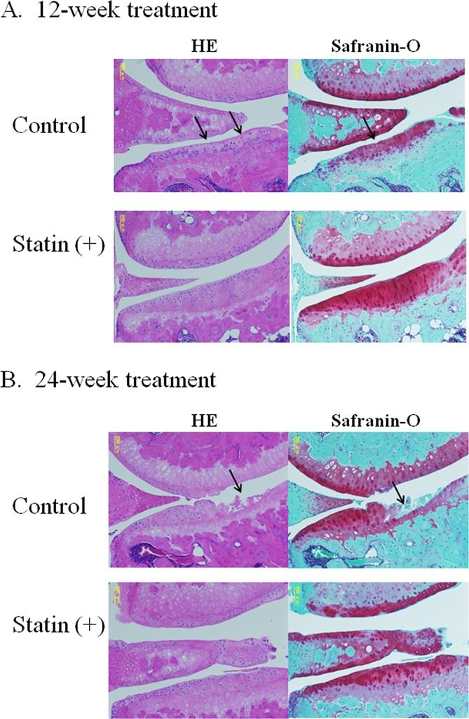 https://cdn.ncbi.nlm.nih.gov/pmc/blobs/6369/3034187/f9650b62254c/aging-02-990-g003.jpg
