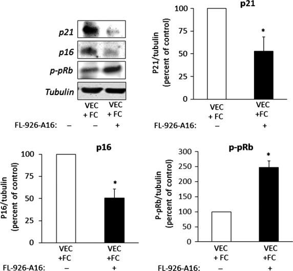 https://cdn.ncbi.nlm.nih.gov/pmc/blobs/636e/4549039/360bc3208216/jcmm0019-1887-f3.jpg