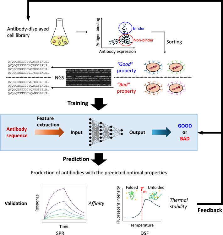 https://cdn.ncbi.nlm.nih.gov/pmc/blobs/6371/12063268/f9fd33f1dbe2/12929_2025_1141_Fig1_HTML.jpg