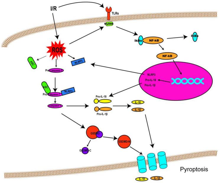 https://cdn.ncbi.nlm.nih.gov/pmc/blobs/6372/9687982/10729a0cfae3/biomolecules-12-01625-g002.jpg