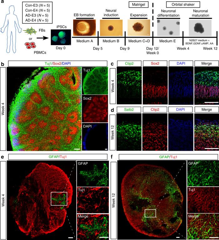 https://cdn.ncbi.nlm.nih.gov/pmc/blobs/6375/7608683/765eaebb62c7/41467_2020_19264_Fig1_HTML.jpg