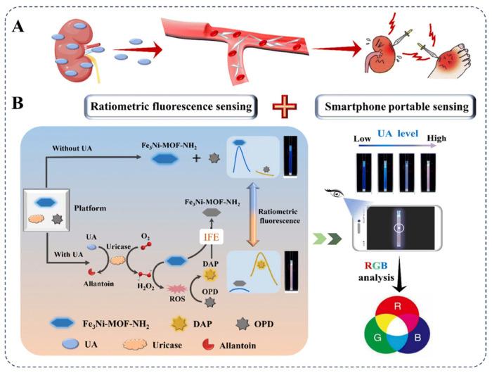 https://cdn.ncbi.nlm.nih.gov/pmc/blobs/6377/12190383/51b9f97368c4/biosensors-15-00375-g004.jpg