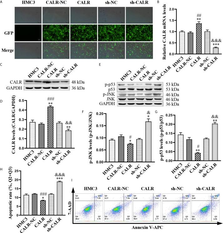 https://cdn.ncbi.nlm.nih.gov/pmc/blobs/637c/8113685/826c6a69a239/fcimb-11-640847-g003.jpg