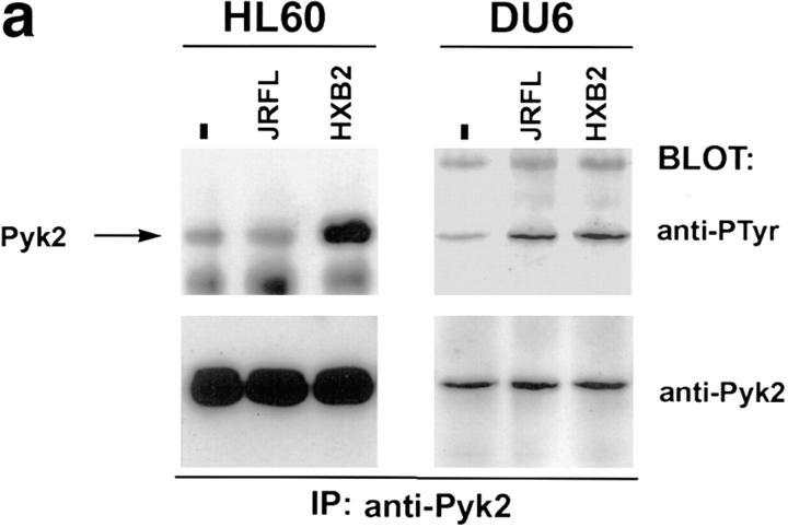 https://cdn.ncbi.nlm.nih.gov/pmc/blobs/637e/2199136/81737b9d130e/JEM.971343f2a.jpg