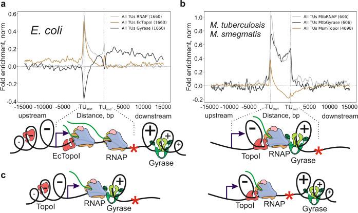 https://cdn.ncbi.nlm.nih.gov/pmc/blobs/6382/9352719/316b07c29fcd/41467_2022_32106_Fig6_HTML.jpg