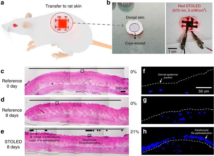 https://cdn.ncbi.nlm.nih.gov/pmc/blobs/6383/6900403/19917e310cb3/41377_2019_221_Fig6_HTML.jpg