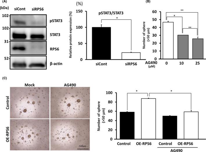 https://cdn.ncbi.nlm.nih.gov/pmc/blobs/6384/7293102/6d024f4969f5/CAS-111-2041-g003.jpg