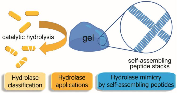https://cdn.ncbi.nlm.nih.gov/pmc/blobs/6385/10529927/c8cf8ec69b45/gels-09-00678-g001.jpg