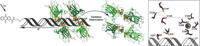 https://cdn.ncbi.nlm.nih.gov/pmc/blobs/6385/4310631/955d940c503b/bi-2014-01424v_0001.jpg