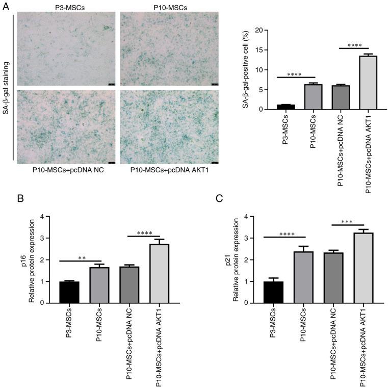 https://cdn.ncbi.nlm.nih.gov/pmc/blobs/638c/12332474/49a5d6cf884e/mmr-32-04-13642-g04.jpg