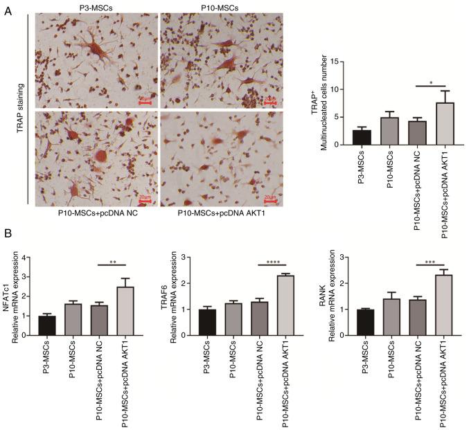 https://cdn.ncbi.nlm.nih.gov/pmc/blobs/638c/12332474/68feac234b3b/mmr-32-04-13642-g05.jpg
