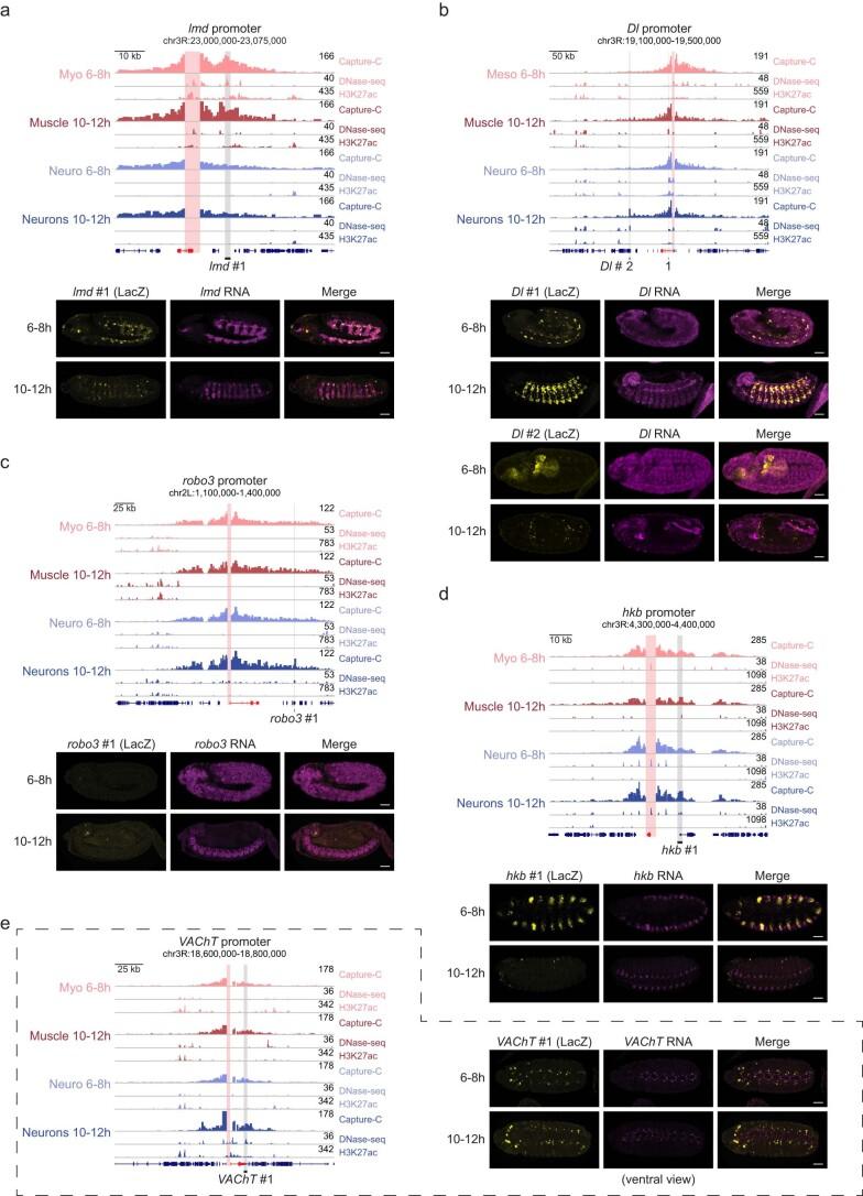 https://cdn.ncbi.nlm.nih.gov/pmc/blobs/638d/11018526/0c53268e73ad/41588_2024_1678_Fig10_ESM.jpg