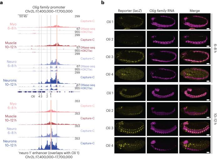 https://cdn.ncbi.nlm.nih.gov/pmc/blobs/638d/11018526/b023c5ddc124/41588_2024_1678_Fig5_HTML.jpg