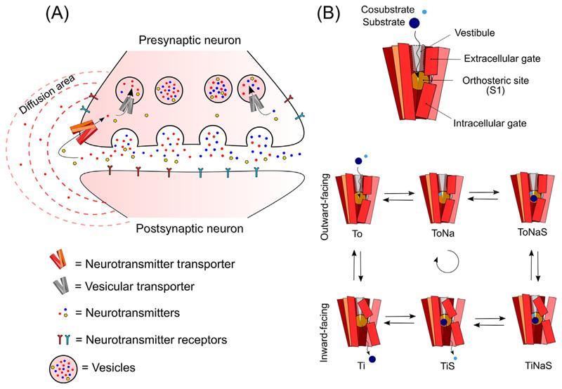 https://cdn.ncbi.nlm.nih.gov/pmc/blobs/638d/7610661/3f87522246e1/EMS121309-f001.jpg