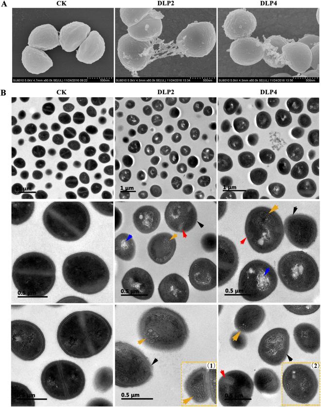 https://cdn.ncbi.nlm.nih.gov/pmc/blobs/6392/5608901/481b16b64fbe/41598_2017_10839_Fig5_HTML.jpg