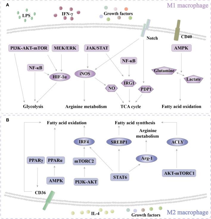 https://cdn.ncbi.nlm.nih.gov/pmc/blobs/6398/10808647/14a9b082f6b2/fimmu-14-1344697-g004.jpg