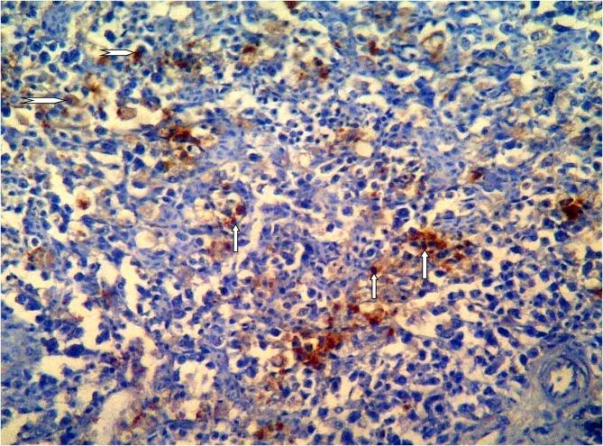 https://cdn.ncbi.nlm.nih.gov/pmc/blobs/6399/6956758/1948ade2f2bd/gr11.jpg