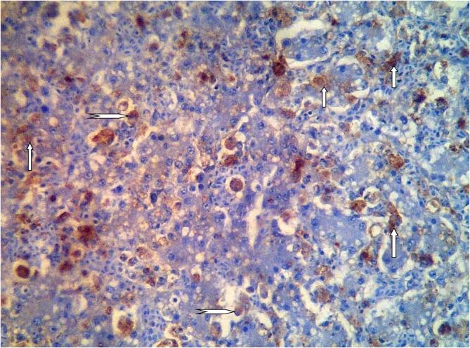 https://cdn.ncbi.nlm.nih.gov/pmc/blobs/6399/6956758/ceba0a511037/gr10.jpg