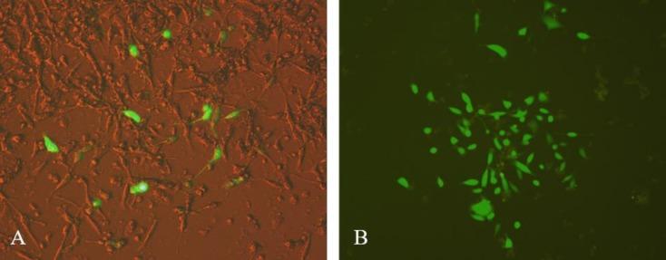 https://cdn.ncbi.nlm.nih.gov/pmc/blobs/639a/7043880/e51ddf5f3798/IJBMS-22-1493-g003.jpg