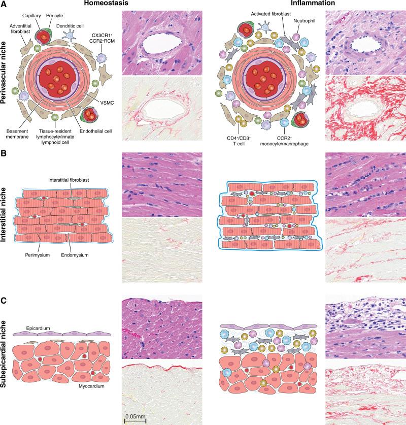 https://cdn.ncbi.nlm.nih.gov/pmc/blobs/639d/11149942/ee919182aadc/res-134-1703-g002.jpg