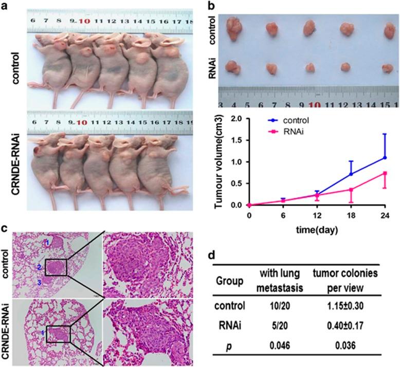 https://cdn.ncbi.nlm.nih.gov/pmc/blobs/639d/5520914/858bec016f9e/cddis2017258f3.jpg