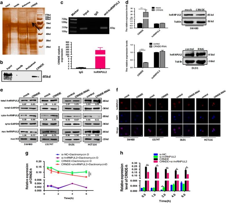 https://cdn.ncbi.nlm.nih.gov/pmc/blobs/639d/5520914/e63f007e3ea4/cddis2017258f5.jpg