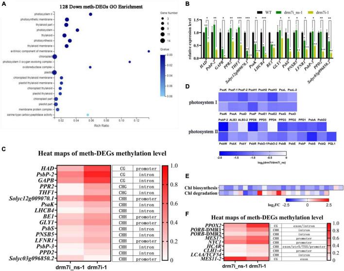 https://cdn.ncbi.nlm.nih.gov/pmc/blobs/639f/8860812/2d4c0821319f/fpls-13-836015-g006.jpg