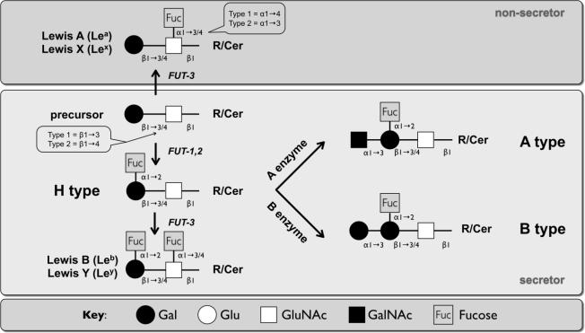 https://cdn.ncbi.nlm.nih.gov/pmc/blobs/63a0/3185660/382a9ab0576d/viruses-02-01011f2.jpg
