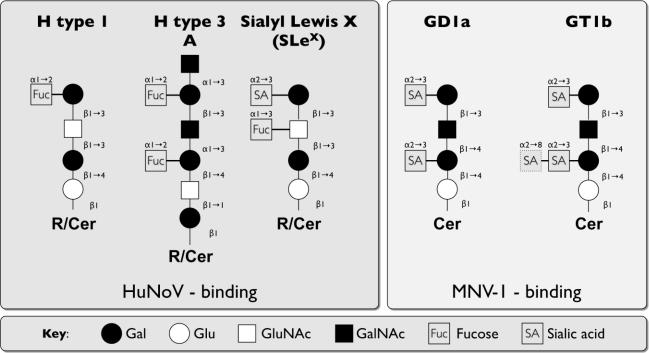 https://cdn.ncbi.nlm.nih.gov/pmc/blobs/63a0/3185660/6e0575360e98/viruses-02-01011f3.jpg