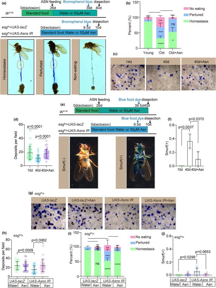 https://cdn.ncbi.nlm.nih.gov/pmc/blobs/63a4/11984690/5529ae229d4e/ACEL-24-e14423-g005.jpg