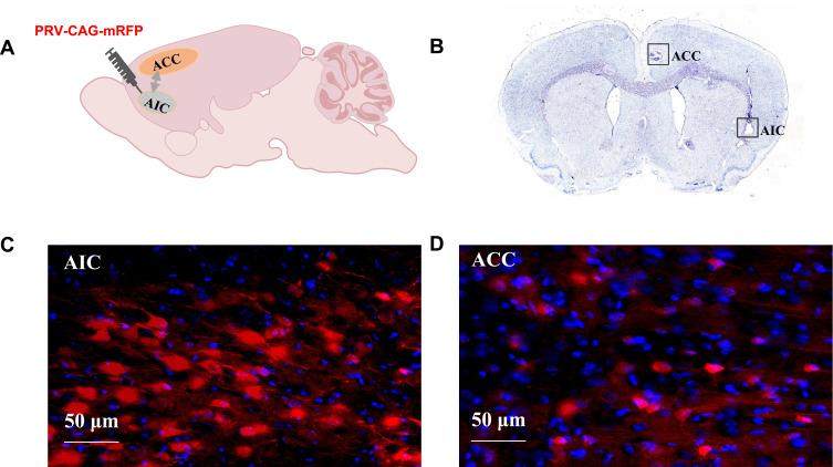 https://cdn.ncbi.nlm.nih.gov/pmc/blobs/63a5/12396234/eff83a38998b/NDT-21-1761-g0002.jpg