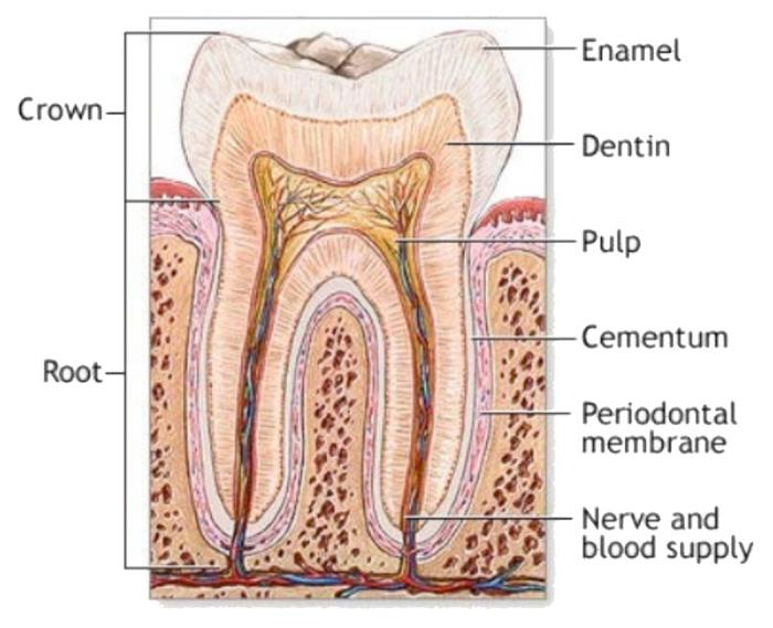 https://cdn.ncbi.nlm.nih.gov/pmc/blobs/63a5/3549886/111947dc5304/biom-1-121-g13.jpg