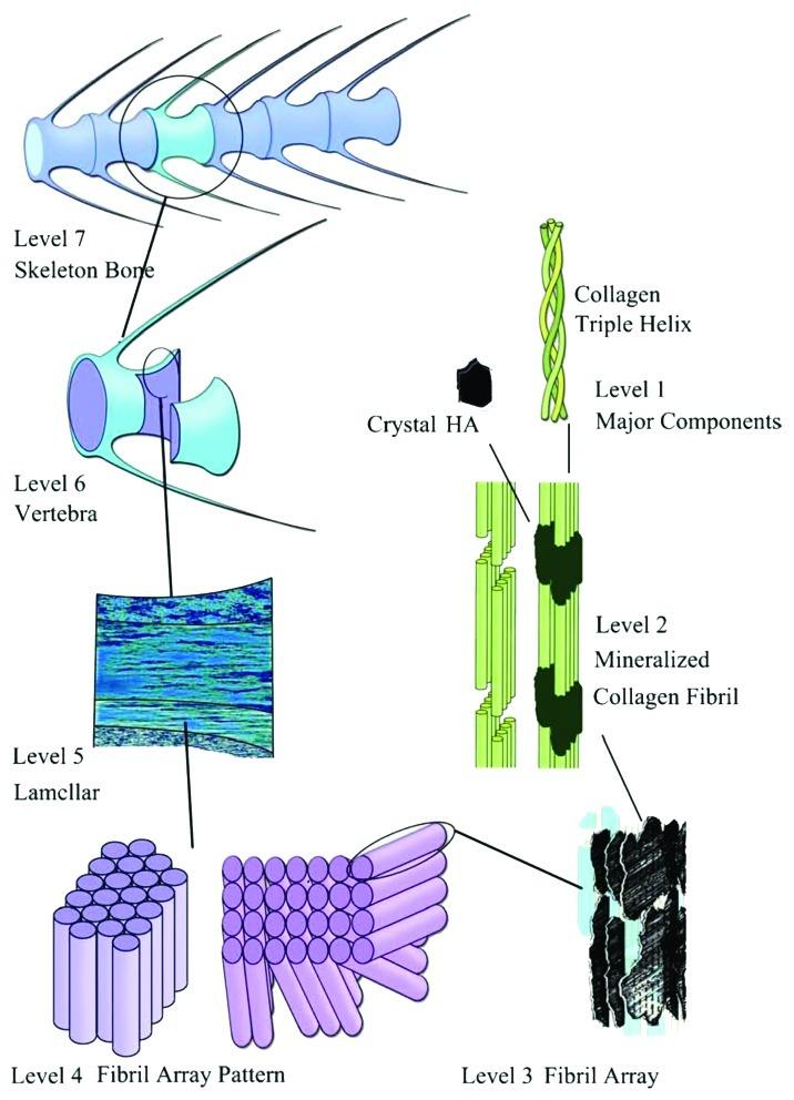 https://cdn.ncbi.nlm.nih.gov/pmc/blobs/63a5/3549886/7cfb45ebaa3e/biom-1-121-g11.jpg