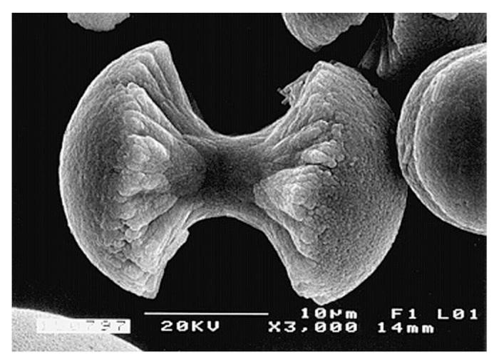 https://cdn.ncbi.nlm.nih.gov/pmc/blobs/63a5/3549886/d5fa6f6a7975/biom-1-121-g8.jpg