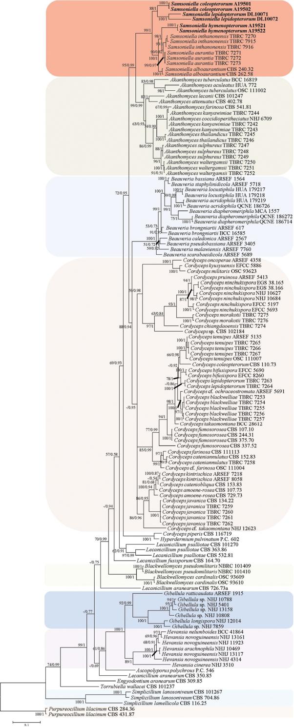 https://cdn.ncbi.nlm.nih.gov/pmc/blobs/63a5/7588496/b735f0da1925/mycokeys-74-001-g001.jpg