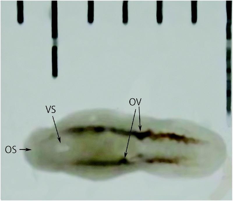 https://cdn.ncbi.nlm.nih.gov/pmc/blobs/63a6/4345721/8c51381ecd7b/2186-3326-76-0181-g002.jpg