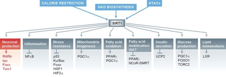 https://cdn.ncbi.nlm.nih.gov/pmc/blobs/63a7/3598076/8ceb669d43d3/emmm0005-0344-f1.jpg