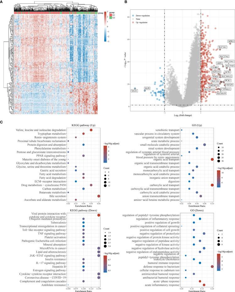 https://cdn.ncbi.nlm.nih.gov/pmc/blobs/63a7/9299088/0c793ad0eaca/fonc-12-919083-g006.jpg