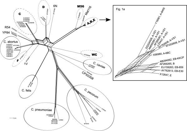 https://cdn.ncbi.nlm.nih.gov/pmc/blobs/63ae/2362127/b40ee3ff97b8/1471-2180-8-63-1.jpg