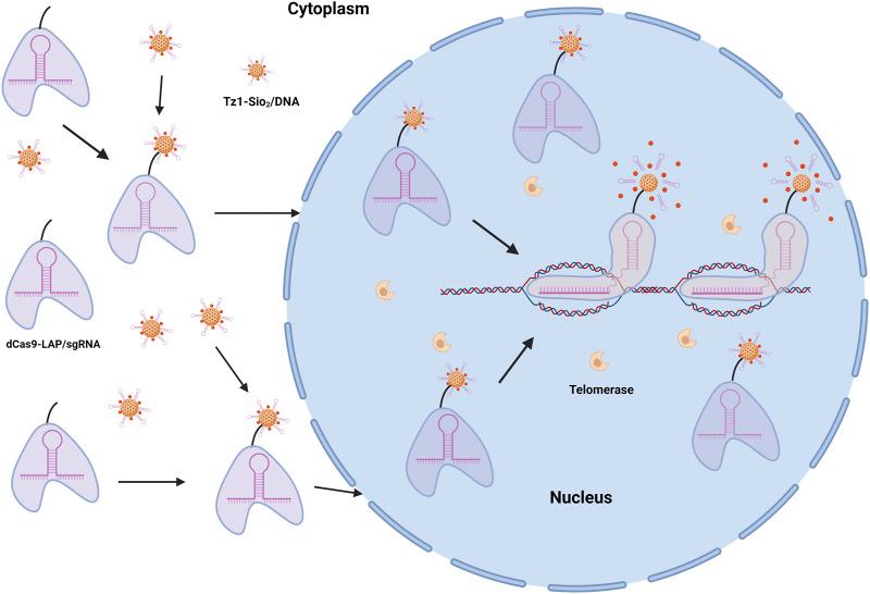 https://cdn.ncbi.nlm.nih.gov/pmc/blobs/63b2/9280890/f8070560680c/fgene-13-915911-g003.jpg