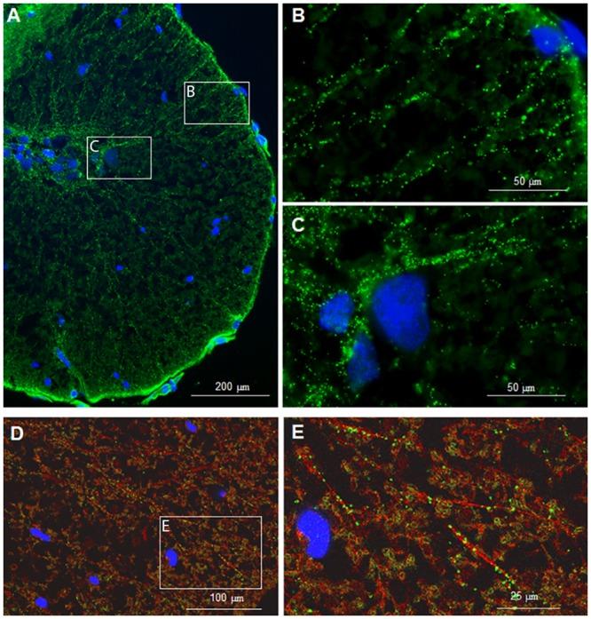 https://cdn.ncbi.nlm.nih.gov/pmc/blobs/63b3/4811563/8b4dfb9b5197/pone.0152650.g001.jpg