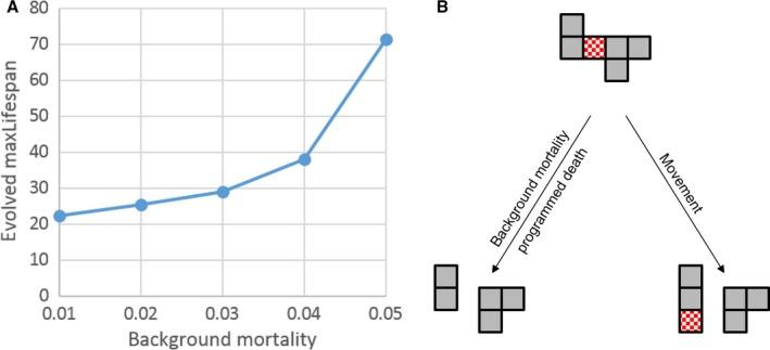 https://cdn.ncbi.nlm.nih.gov/pmc/blobs/63b3/6398523/0d7aeb5ee268/ACEL-15-986-g004.jpg