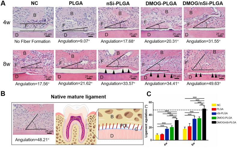 https://cdn.ncbi.nlm.nih.gov/pmc/blobs/63b4/7593348/e04a1a98c20d/gr6.jpg