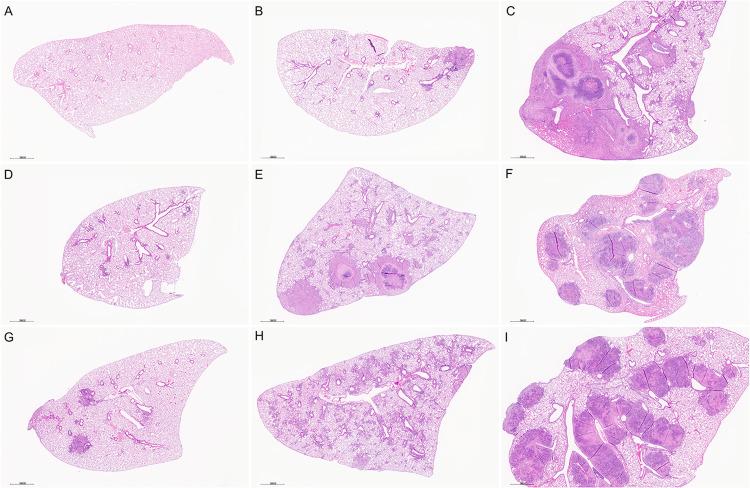 https://cdn.ncbi.nlm.nih.gov/pmc/blobs/63b5/11195971/80da8a11ee1a/ppat.1011915.g002.jpg