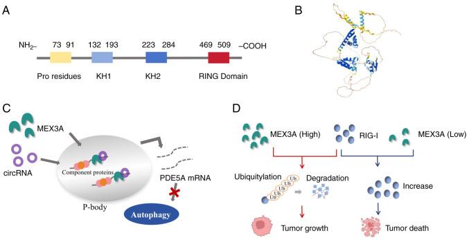 https://cdn.ncbi.nlm.nih.gov/pmc/blobs/63b6/12270390/fac5a2246e2b/ijmm-56-03-05579-g00.jpg