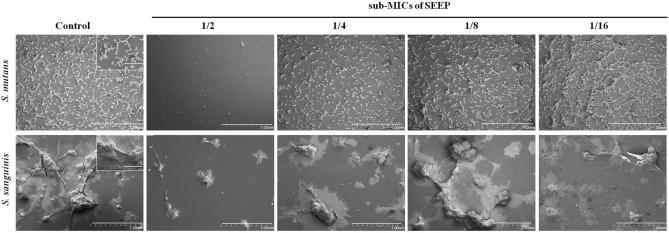 https://cdn.ncbi.nlm.nih.gov/pmc/blobs/63b6/8668902/771c27b04b1e/41598_2021_3202_Fig4_HTML.jpg
