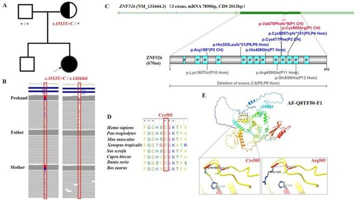 https://cdn.ncbi.nlm.nih.gov/pmc/blobs/63b7/11976872/710125ffb1bd/MGG3-13-e70089-g001.jpg
