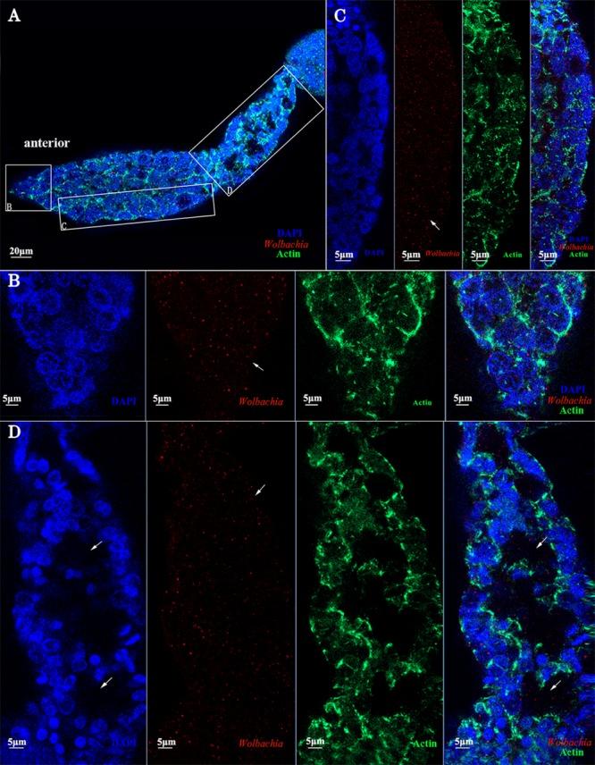 https://cdn.ncbi.nlm.nih.gov/pmc/blobs/63ba/6127624/2dd2f772cfeb/fmicb-09-02016-g009.jpg